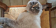 Tyna a rejoint le concours — aidez-le/la à gagner de superbes lots ! cat, siamese_cat, furniture, chair, woven_chair_seat, floor_tiles, indoor, pet, animal, looking_up, resting, fur, whiskers, ears, blue_eyes, wood, stroller_wheel, curious, cozy, domestic