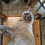 cat, siamese_cat, furniture, chair, woven_chair_seat, floor_tiles, indoor, pet, animal, looking_up, resting, fur, whiskers, ears, blue_eyes, wood, stroller_wheel, curious, cozy, domestic