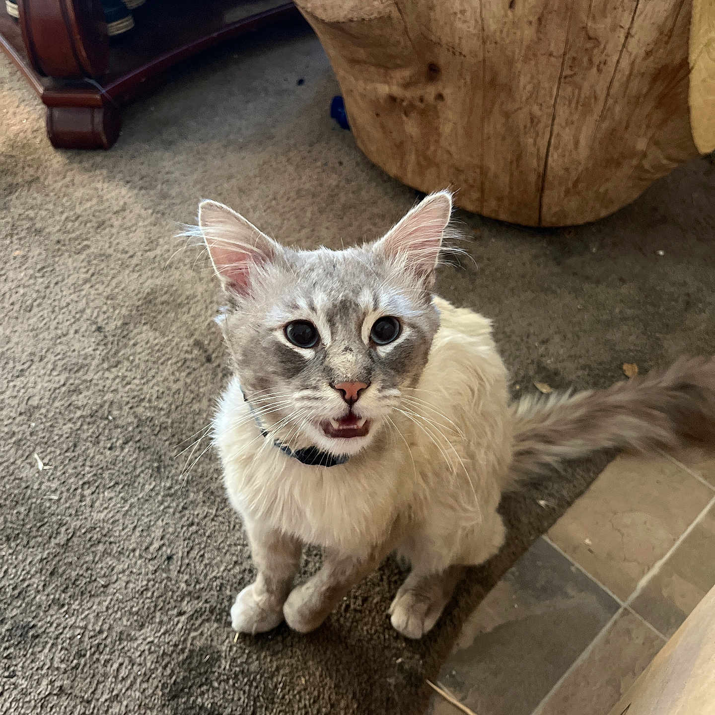 Smokey is registered to the contest to win money with this photo: animal, blue_eyes, carpet, cat, collar, curious, domestic, ears, feline, floor, fluffy, indoor, light_colored, mouth_open, pet, sitting, tail, tile, whiskers, wooden_furniture