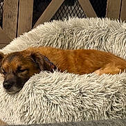 Loki joined the competition — help win amazing prizes! dog, sleeping, dog_bed, fluffy, brown_dog, cozy, indoor, wood_floor, furniture, resting, pet, canine, relaxed, home, sleep, fur, comfort, animal, collar, quiet