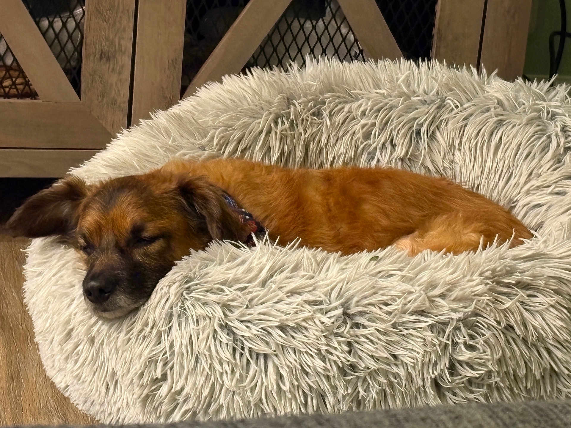 Loki joined the competition — help win amazing prizes! dog, sleeping, dog_bed, fluffy, brown_dog, cozy, indoor, wood_floor, furniture, resting, pet, canine, relaxed, home, sleep, fur, comfort, animal, collar, quiet