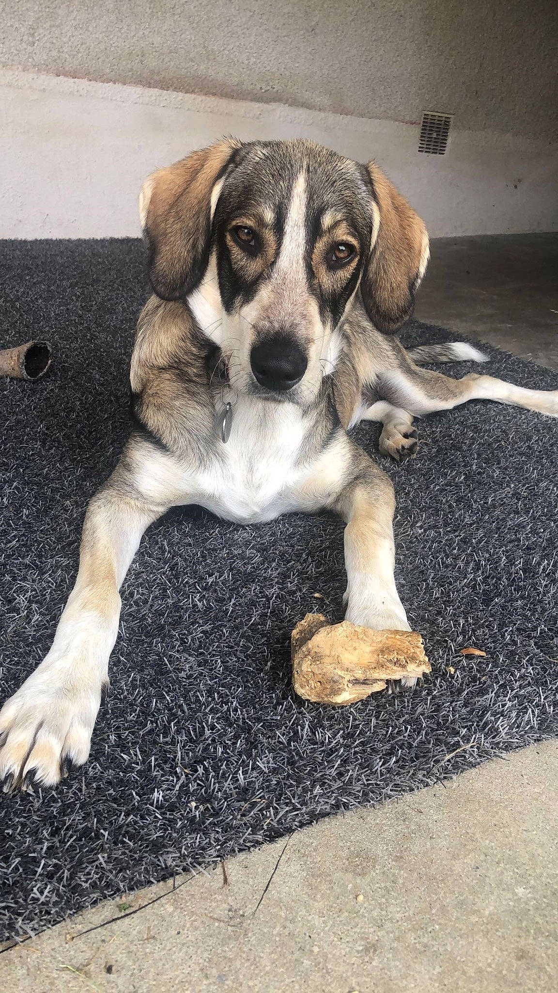 Aiko participe au concours pour gagner de l'argent avec cette photo : asphalt, bored, carnivore, companion_dog, dog, dog_breed, flooring, hound, hunting_dog, paw, road_surface, scent_hound, street_dog, tail, terrestrial_animal, working_animal, working_dog