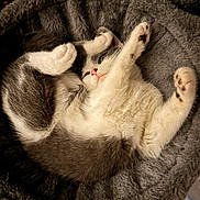 Bagherra a rejoint le concours — aidez-le/la à gagner de superbes lots ! animal, bed, cat, cozy, curled_up, cute, feline, fur, gray, indoor, paws, pet, playful, plush, relaxed, resting, sleeping, soft, whiskers, white