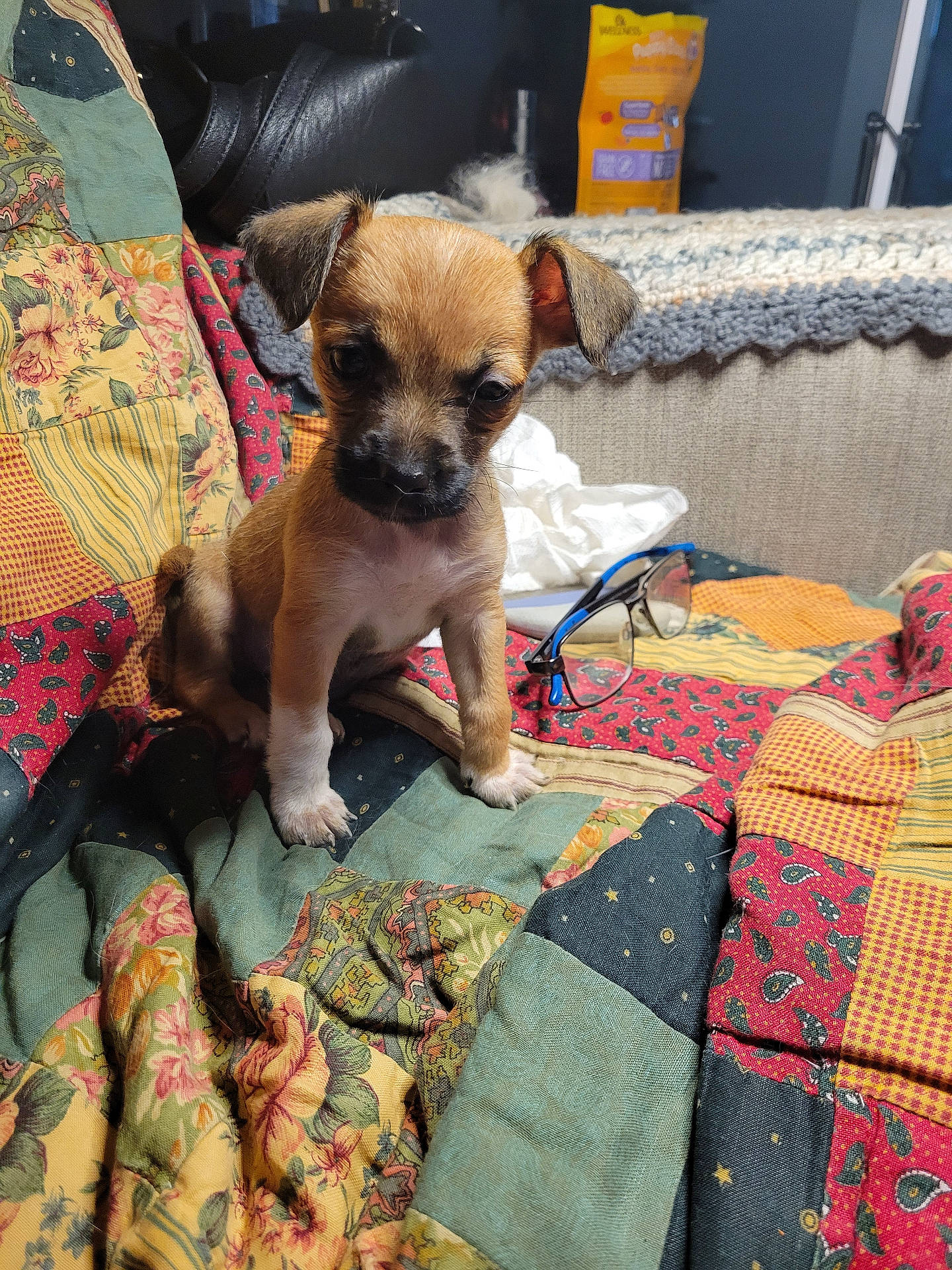 Lucy is registered to the contest to win money with this photo: accessories, animal, bed, bedroom, blanket, canine, couch, cushion, dog, furniture, glasses, homedecor, hound, indoors, linen, pet, puppy, quilt, room, terrier