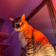 Tigrou a rejoint le concours — aidez-le/la à gagner de superbes lots ! abyssinian, animal, architecture, building, cat, furniture, handrail, hardwood, indoors, kitten, livingroom, manx, pet, room, siamese, wood