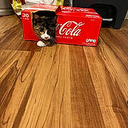 Kittyy joined the competition — help win amazing prizes! cat, coca_cola_box, cardboard_box, curious, wooden_floor, indoor, pet, animal, playful, container, household, flooring, brown, tabby_cat, whiskers, paw, hiding, domestic_cat, kitten, closeup