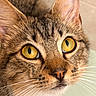 Norman joined the competition — help win amazing prizes! cat, tabby_cat, pet, animal, close_up, portrait, face, golden_eyes, green_eyes, whiskers, ears, fur, striped_fur, nose, indoor, macro, looking_at_camera, cute, alert, feline