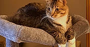 Norman is registered to the contest to win money with this photo: cat, tabby_cat, pet, animal, feline, whiskers, ears, paws, striped_fur, white_chest, sitting, lounging, cat_tree, scratching_post, plush, toy, indoor, home, warm_lighting, portrait