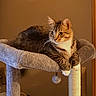 cat, tabby_cat, pet, animal, feline, whiskers, ears, paws, striped_fur, white_chest, sitting, lounging, cat_tree, scratching_post, plush, toy, indoor, home, warm_lighting, portrait