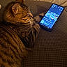 Norman joined the competition — help win amazing prizes! cat, tabby_cat, pet, feline, striped_fur, whiskers, ears, animal, smartphone, phone, screen, technology, couch, cushion, indoor, home, relaxing, lying_down, warm_lighting, close_up