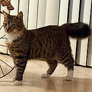 Norman is registered to the contest to win money with this photo: cat, tabby, kitten, animal, feline, fluffy, striped, white_paws, whiskers, ears, tail, standing, walking, indoors, floor, tile, radiator, bow, home, portrait