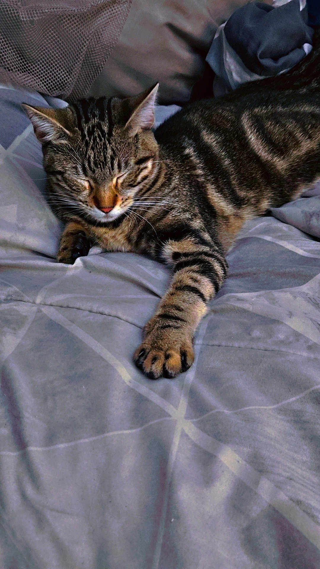 Nala is registered to the contest to win money with this photo: cat, tabby, sleeping, paw, bed, blanket, striped, feline, pet, resting, cozy, indoor, cute, whiskers, relaxed, fur, animal, closeup, soft, comfort