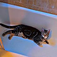 Nala is registered to the contest to win money with this photo: cat, tabby, bathtub, tile, bathroom, pet, animal, feline, laying, relaxed, indoor, striped, ears, whiskers, paws, heart_doodle, sparkles, floor, wall, cute