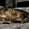 animal, bedroom, blanket, cat, cozy, curled_up, cute, feline, fur, indoor, paw, pet, relaxed, resting, sleepy, striped, tabby, tail, whiskers, yellow_eyes