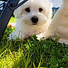 animal, canine, closeup, curious, cute, daylight, dog, fluffy, grass, greenery, lounge_chair, nature, outdoor, pet, playful, relaxation, shade, summer, sunlight, white_dog
