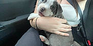 Deam participe au concours pour gagner de l'argent avec cette photo : puppy, dog, pet, animal, person, arm, hand, car_interior, seatbelt, clothing, white_top, black_pants, bracelet, necklace, cute, young_dog, sitting, closeup, indoor, companion
