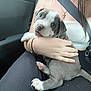 animal, arm, black_pants, bracelet, car_interior, closeup, clothing, companion, cute, dog, hand, indoor, necklace, person, pet, puppy, seatbelt, sitting, white_top, young_dog
