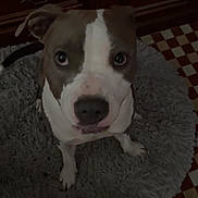 Deam participe au concours pour gagner de l'argent avec cette photo : dog, pet, indoor, brown, white, fur, eyes, floor, rug, curious, canine, animal, looking_up, cute, companion, domestic, portrait, home, furniture, checkerboard_floor