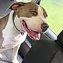 Deam participe au concours pour gagner de l'argent avec cette photo : dog, brown_and_white, pet, canine, car_interior, backseat, window, seat, collar, tongue_out, happy, looking_out, animal, domestic_animal, transportation, travel, vehicle, fur, mouth_open, ears