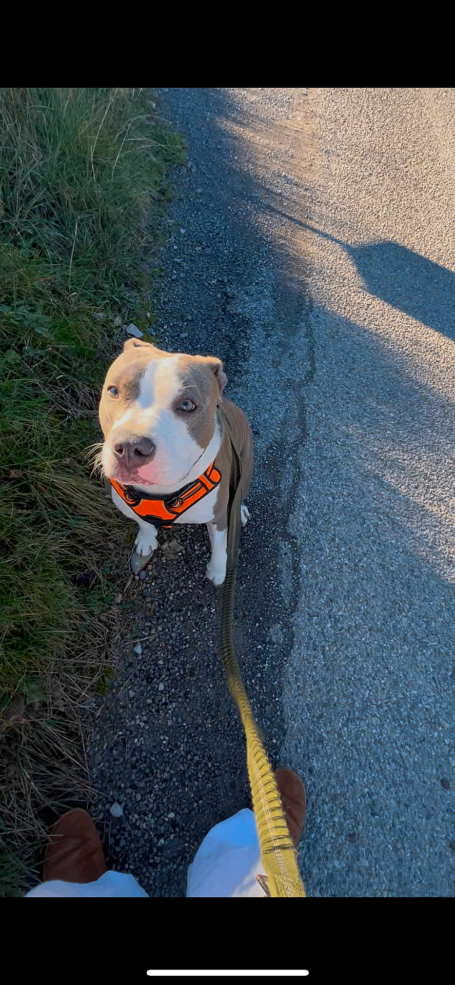 Deam a rejoint le concours — aidez-le/la à gagner de superbes lots ! dog, leash, orange_harness, gravel_path, grass, outdoor, pet, canine, walking, brown_and_white, looking_up, daylight, shadow, person_feet, shoes, nature, curious, alert, sidewalk, casual