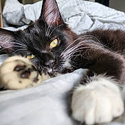 Pepè Le Pew joined the competition — help win amazing prizes! cat, pet, feline, whiskers, paw, yellow_eyes, black_fur, white_fur, bed, blanket, indoor, close_up, relaxed, sleepy, cozy, fur, animal, domestic, soft, resting