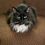 cat, black_cat, white_fur, green_eyes, sitting, chair, brown, texture, whiskers, pet, indoor, feline, relaxed, closeup, portrait, animal, cute, domestic, fur, mammal