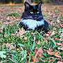 cat, animal, black_and_white, outdoor, grass, leaves, autumn, nature, pet, feline, whiskers, close_up, laying_down, yellow_eyes, fur, forest, blurred_background, wildlife, mammal, fall