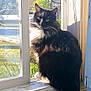 cat, windowsill, indoor, sunlight, black_and_white, fluffy, pet, animal, window, daylight, fur, whiskers, green_eyes, houseplant, nature_outside, quiet, peaceful, domestic, window_frame, reflection