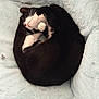 Scooter is registered to the contest to win money with this photo: bedroom, black_fur, blanket, cat, cozy, curled, donut_shape, fur, indoor, nap, paw, pet, pink_nose, plush_bed, relaxation, sleeping, soft_texture, tuxedo_cat, whiskers, white_fur