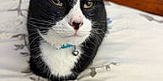 Scooter is registered to the contest to win money with this photo: bed, bedding, bell, black_and_white, cat, close_up, collar, domestic_cat, feline, fur, furniture, headboard, indoor, paws, pet, portrait, sleepy, tuxedo_cat, whiskers, yellow_eyes