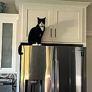 Scooter joined the competition — help win amazing prizes! appliance, black_and_white_cat, cabinet, cat, collar, curious, handles, home, indoor, kitchen, paws, perched, pet, refrigerator, shadow, sitting, stainless_steel, tail, tuxedo_cat, whiskers