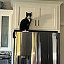 appliance, black_and_white_cat, cabinet, cat, collar, curious, handles, home, indoor, kitchen, paws, perched, pet, refrigerator, shadow, sitting, stainless_steel, tail, tuxedo_cat, whiskers
