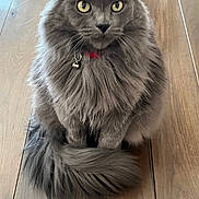 Smokey Bones is registered to the contest to win money with this photo: bell, cat, close_up, collar, cute, domestic_animal, ears, feline, fluffy_tail, gray_cat, indoor, long_fur, longhair_cat, paws, pet, portrait, sitting, whiskers, wooden_floor, yellow_eyes