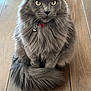 bell, cat, close_up, collar, cute, domestic_animal, ears, feline, fluffy_tail, gray_cat, indoor, long_fur, longhair_cat, paws, pet, portrait, sitting, whiskers, wooden_floor, yellow_eyes
