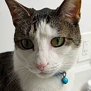 Stormy is registered to the contest to win money with this photo: bell, cat, close_up, collar, curious, domestic_cat, ears, electrical_outlet, feline, green_eyes, indoor, looking_at_camera, muzzle, pet, pink_nose, portrait, shallow_depth_of_field, tabby, whiskers, white_fur