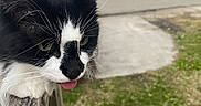 Whisper joined the competition — help win amazing prizes! cat, black_and_white, tongue_out, wooden_railing, outdoor, suburban, yard, grass, house, pet, animal, cute, feline, whiskers, ears, nose, daylight, playful, close_up, nature
