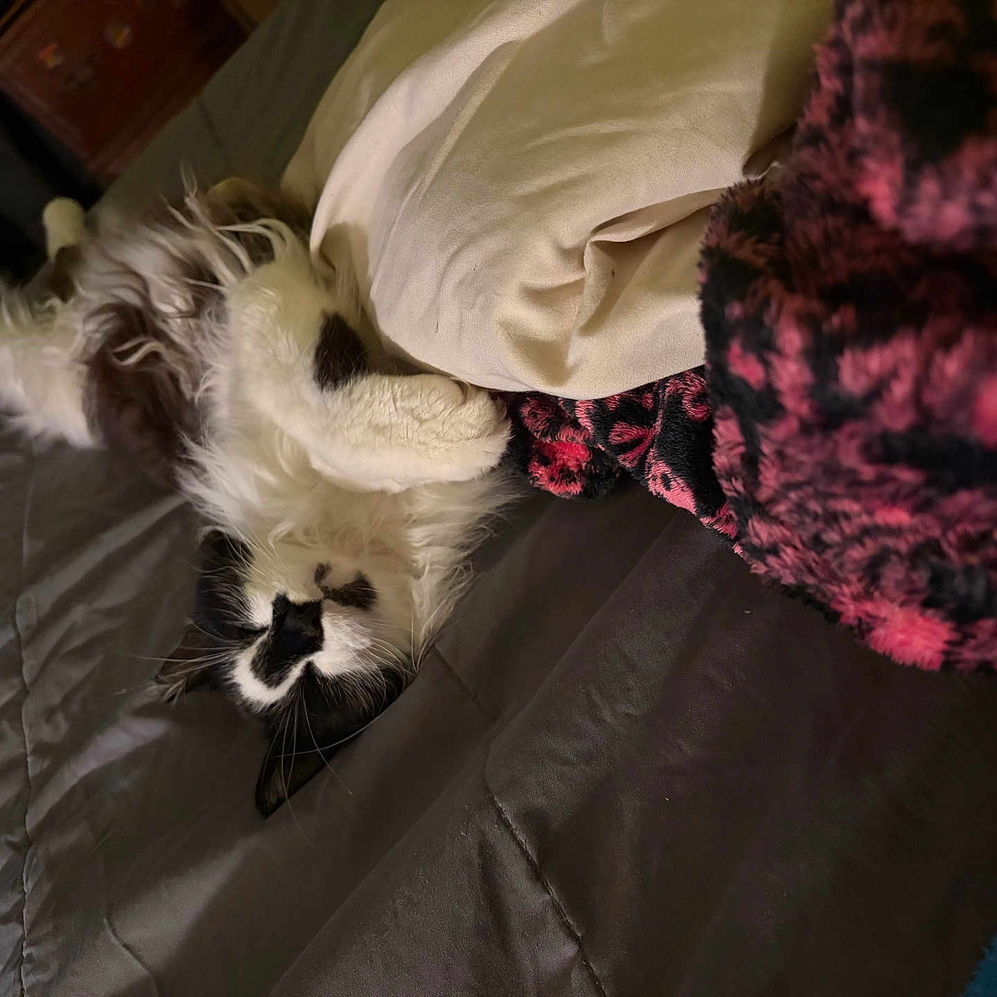 Whisper joined the competition — help win amazing prizes! cat, bed, blanket, pillow, fur, sleeping, resting, indoor, cozy, black_and_white, pet, animal, cute, relaxed, feline, soft, comfort, domestic, whiskers, napping