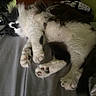 Whisper joined the competition — help win amazing prizes! cat, black_and_white, fluffy, paws, sleeping, bed, gray_sheet, indoor, furniture, dresser, plush, relaxed, fur, whiskers, animal, pet, cozy, resting, mammal, cute