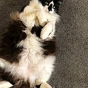 Whisper is registered to the contest to win money with this photo: cat, fluffy, black_and_white, lying_down, carpet, pet, feline, relaxed, indoor, fur, paws, green_eyes, cute, animal, mammal, whiskers, tail, domestic_animal, resting, playful