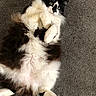 cat, fluffy, black_and_white, lying_down, carpet, pet, feline, relaxed, indoor, fur, paws, green_eyes, cute, animal, mammal, whiskers, tail, domestic_animal, resting, playful