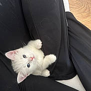 Lady Gaga joined the competition — help win amazing prizes! animal, black_clothing, blue_eyes, cute, domestic_cat, flooring, fur, indoor, kitten, legs, looking_up, paws, pet, playful, small, soft_fur, whiskers, white_fur, wood_floor, young