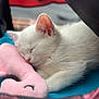 adorable, animal, close_up, cozy, cute, feline, fur, indoor, kitten, nap, pet, pink, plush_toy, relaxed, resting, sleeping, soft, whiskers, white_cat, young_cat