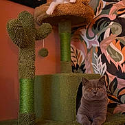 Mr Bojangles is registered to the contest to win money with this photo: cat, cats, cat_tree, cactus, indoor, pet, feline, cute, curious, relaxed, animal, orange_eyes, gray_cat, kitten, decor, wallpaper, furniture, playful, resting, home