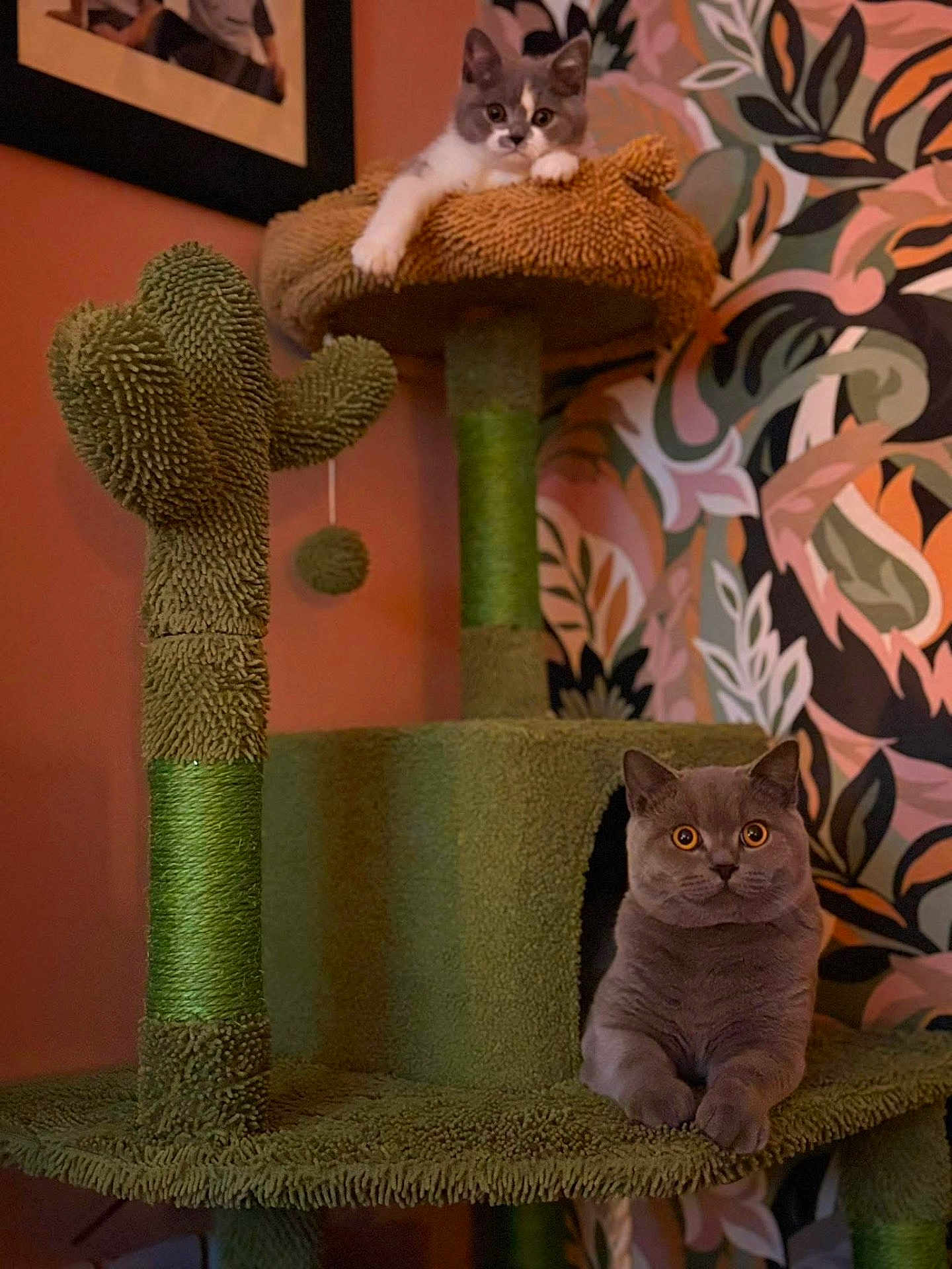 Mr Bojangles
