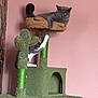 Mr Bojangles joined the competition — help win amazing prizes! cat, kitten, gray_cat, gray_and_white_cat, cat_tree, scratching_post, cactus_shape, indoor, pink_wall, pet, feline, playful, relaxed, perch, climbing, fur, animal, cute, household, cozy