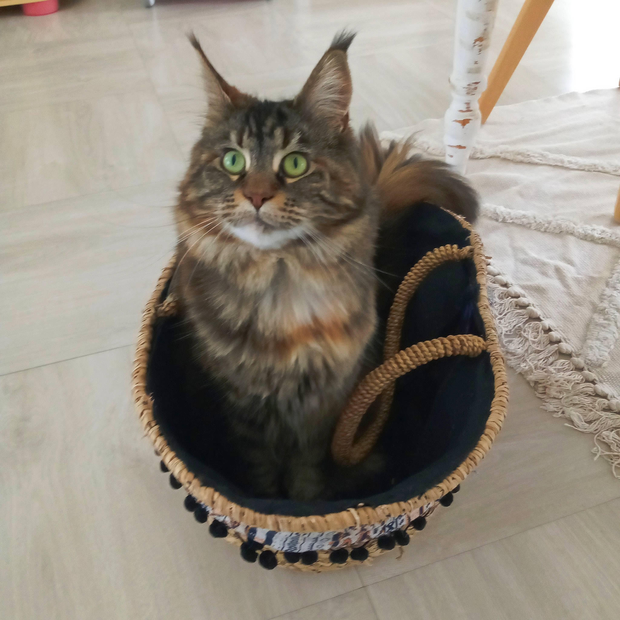 Rose a rejoint le concours — aidez-le/la à gagner de superbes lots ! bag, basket, box, carnivore, cat, cat_supply, claw, comfort, domestic_short_haired_cat, fashion_accessory, felidae, fur, luggage_and_bags, maine_coon, paw, sitting, small_to_medium_sized_cats, snout, tail, whiskers