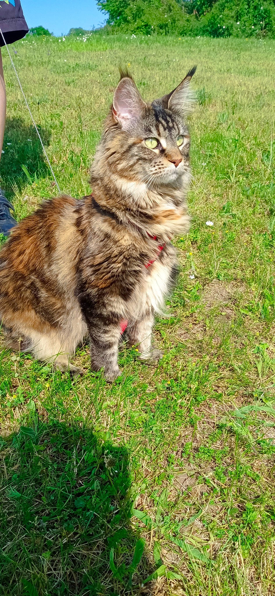 Rose participe au concours pour gagner de l'argent avec cette photo : carnivore, cat, domestic_short_haired_cat, felidae, fur, grass, grassland, groundcover, plant, shorts, sitting, small_to_medium_sized_cats, snout, soil, tail, terrestrial_animal, tree, whiskers, wildlife