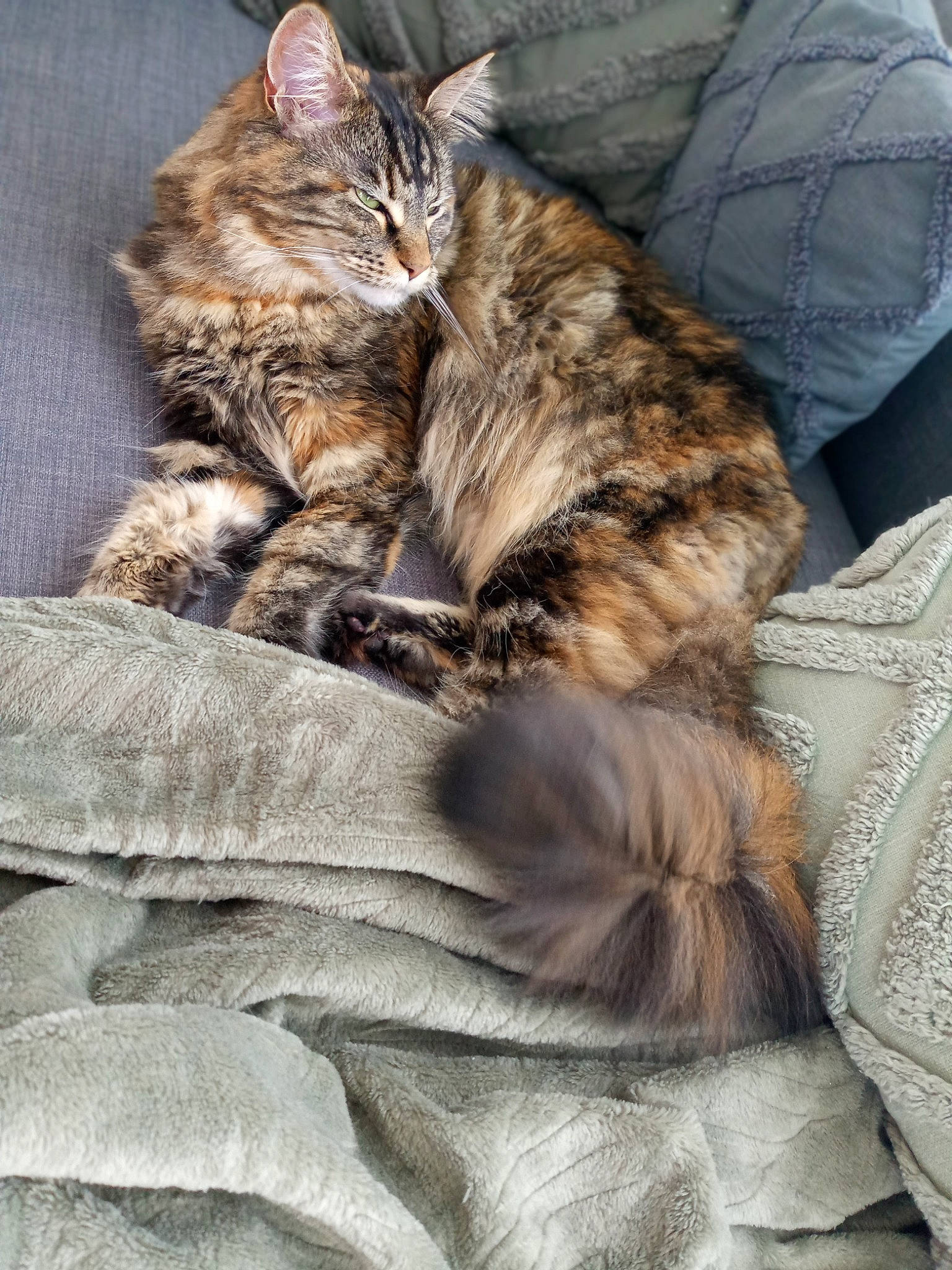 Rose participe au concours pour gagner de l'argent avec cette photo : carnivore, cat, claw, comfort, domestic_short_haired_cat, felidae, fur, grey, paw, small_to_medium_sized_cats, tail, terrestrial_animal, whiskers, wood