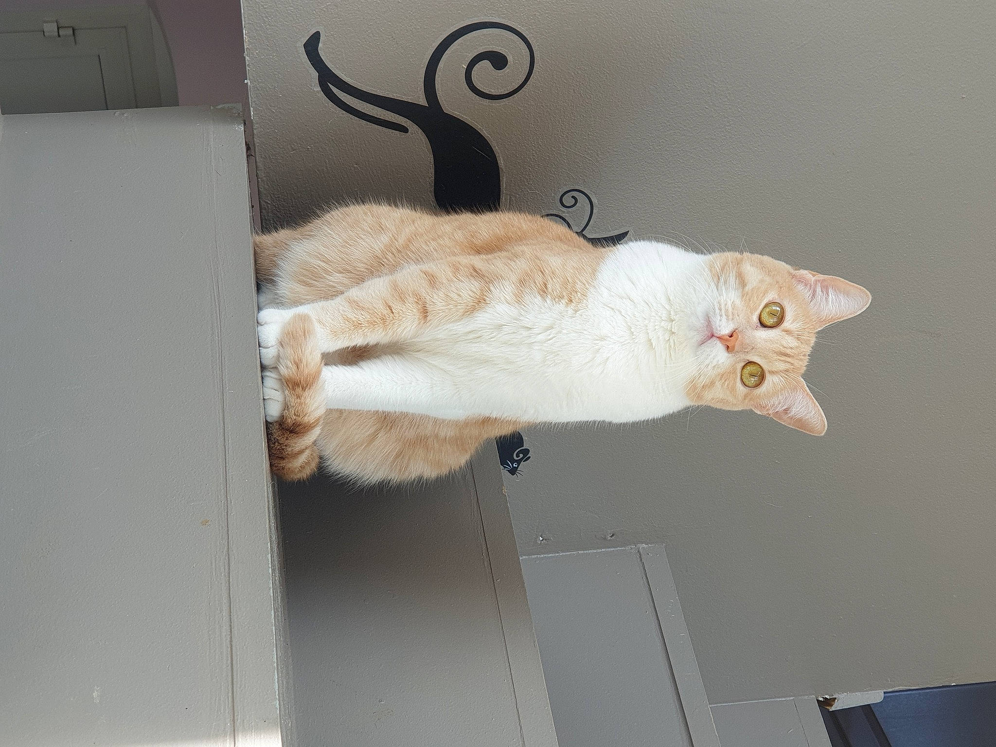 Urielle participe au concours pour gagner de l'argent avec cette photo : carnivore, cat, claw, cockatoo, domestic_short_haired_cat, door, fawn, felidae, flooring, fur, hardwood, paw, plaster, room, small_to_medium_sized_cats, snout, tail, whiskers, wood