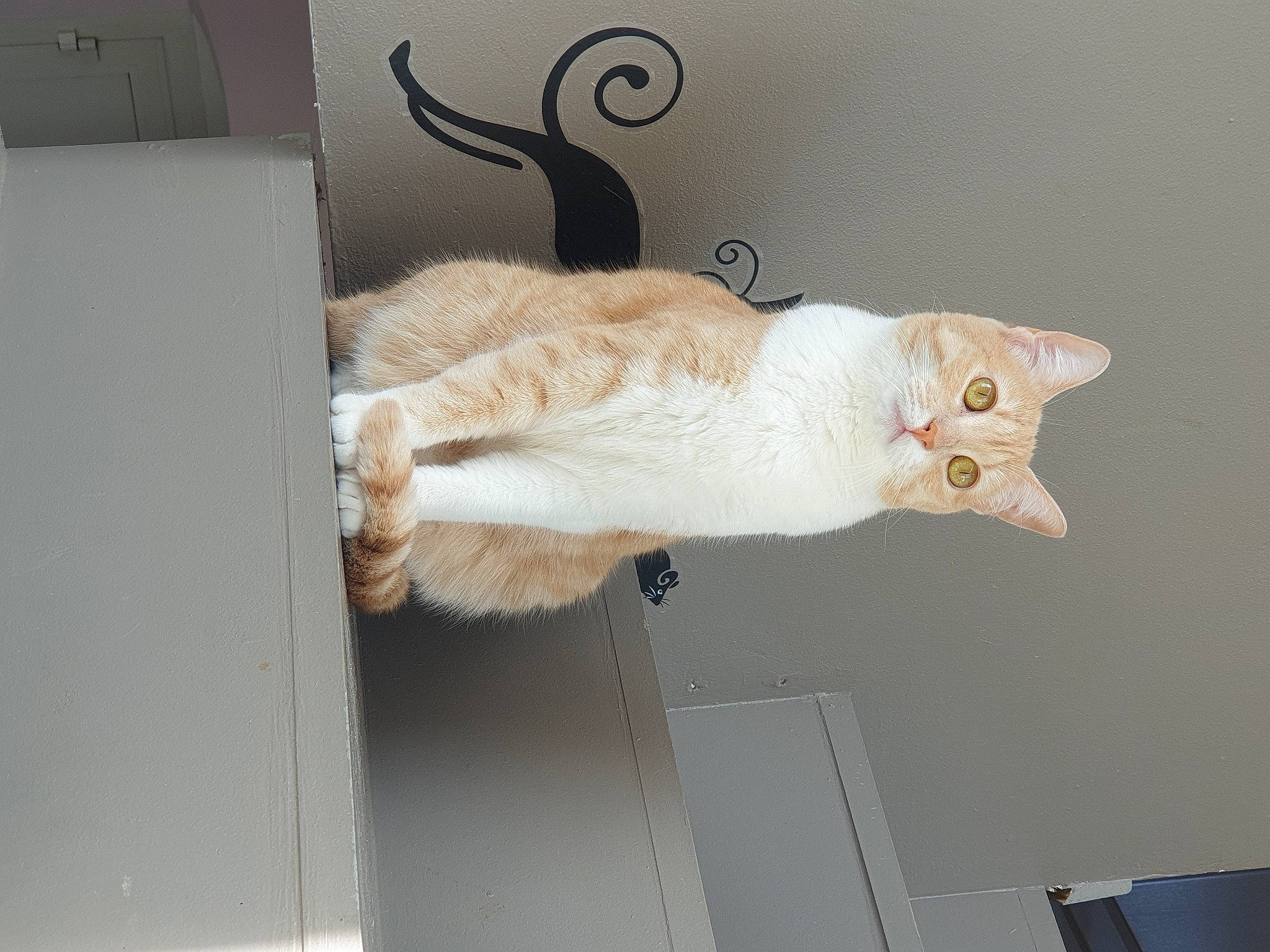 Urielle participe au concours pour gagner de l'argent avec cette photo : carnivore, cat, claw, domestic_short_haired_cat, door, fawn, felidae, fur, hardwood, paw, plaster, room, small_to_medium_sized_cats, snout, tail, whiskers, window_blind, wood